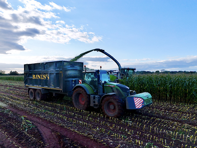 Harvesting the maize