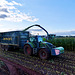 Harvesting the maize