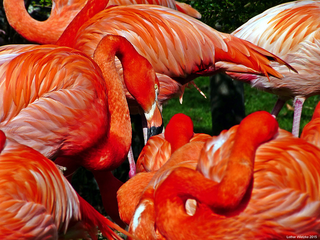 Flamingo Dance