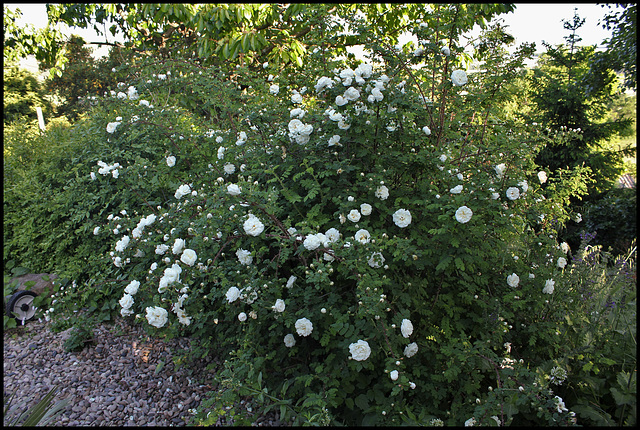 Rosa pimpinellifolia 'Double White '