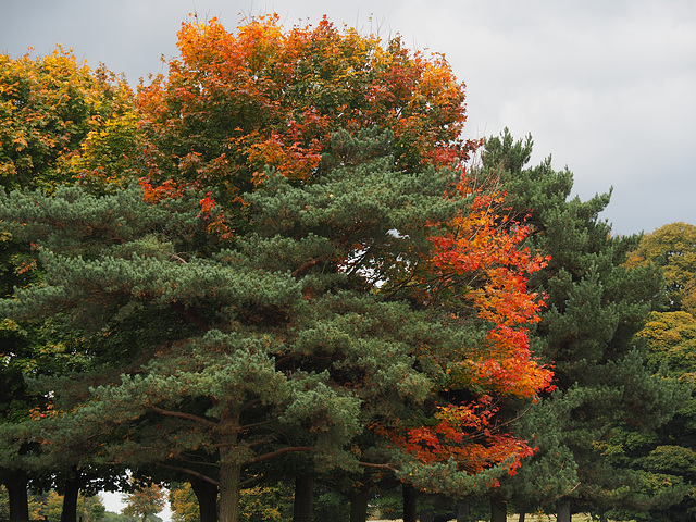 Tatton Park