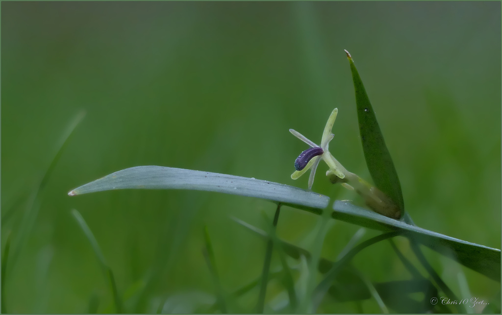 Muizendoorn: Ruscus hypoglossum (Zuid Europa)...