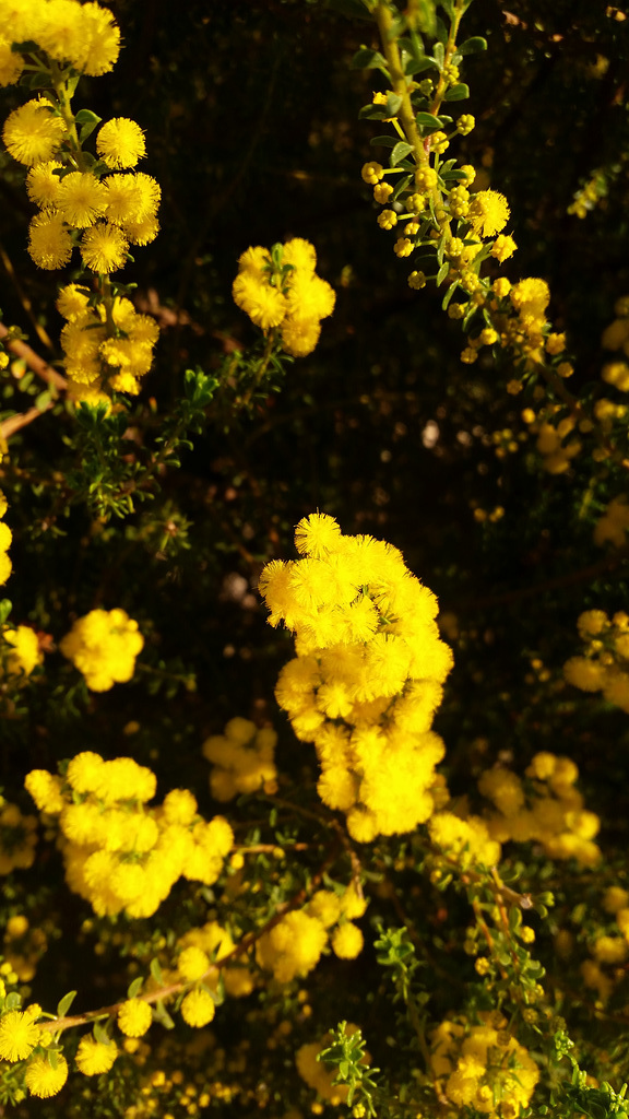 acacia species unknown