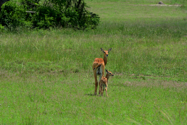 Uganda, Queen Elizabeth National Park, Impala with a Newborn Baby
