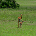 Uganda, Queen Elizabeth National Park, Impala with a Newborn Baby