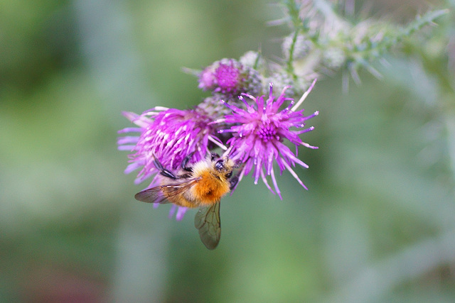 Baumhummel auf kleiner Distelblüte