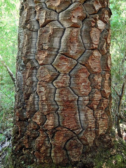 Tree trunk Araucaria ,national parc Nahuelbuta _Chile