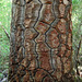 Tree trunk Araucaria ,national parc Nahuelbuta _Chile