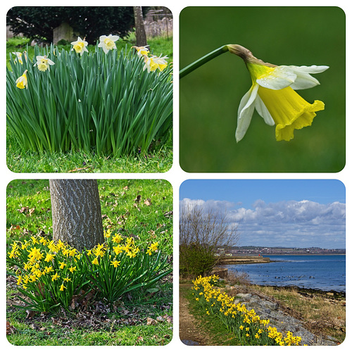 Daffodil Collage