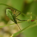 20230714 1897CPw [D~LIP] Kleinblütiges Springkraut (Impatiens parviflora), Grüne Stinkwanze [Nymphe], Bad Salzuflen