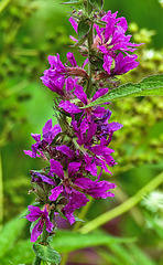 20230723 3141CPw [D~LIP] Blutweiderich (Lythrum salicaria), UWZ, BS