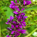 20230723 3141CPw [D~LIP] Blutweiderich (Lythrum salicaria), UWZ, BS