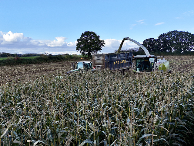 Harvesting the maize