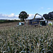 Harvesting the maize