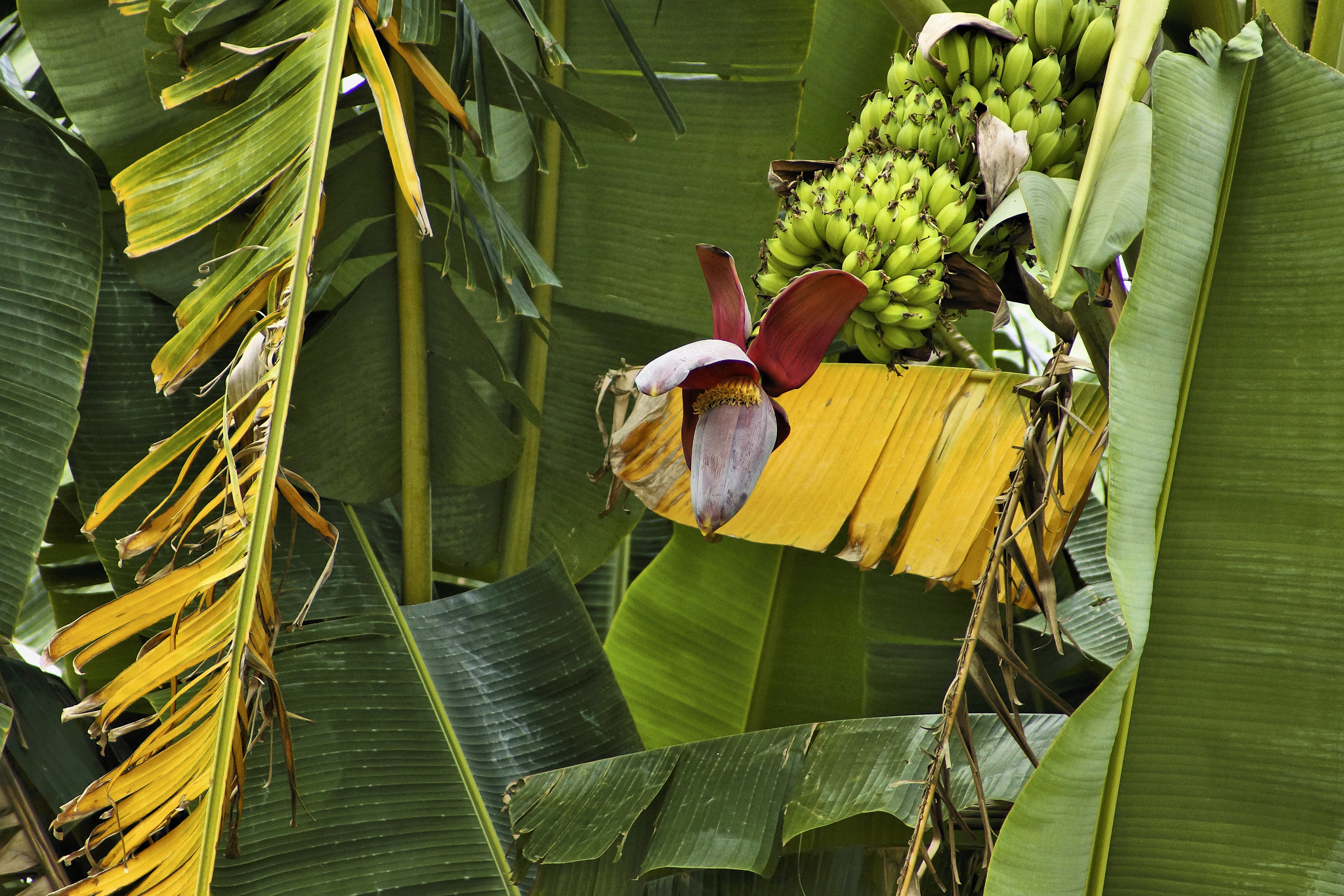 Banana Flower – Jungle Crocodile Safari, Tárcoles, Puntarenas Province, Costa Rica