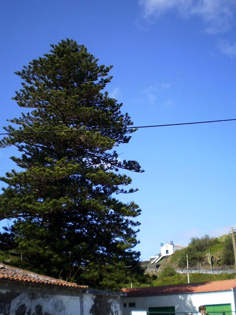 Araucaria.