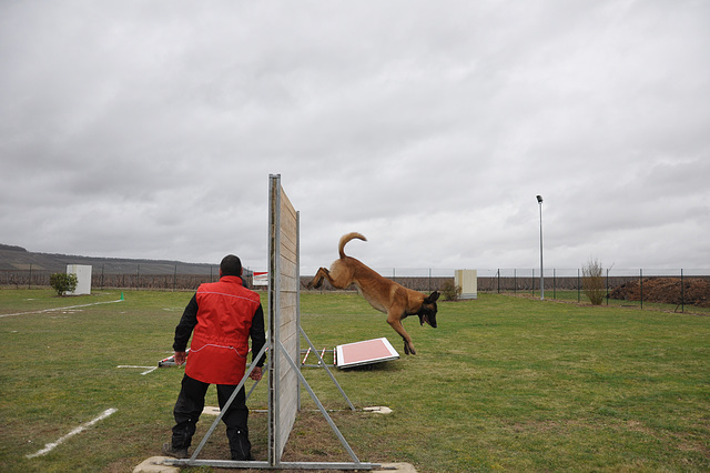 CONCOURS CANIN à VERTUS