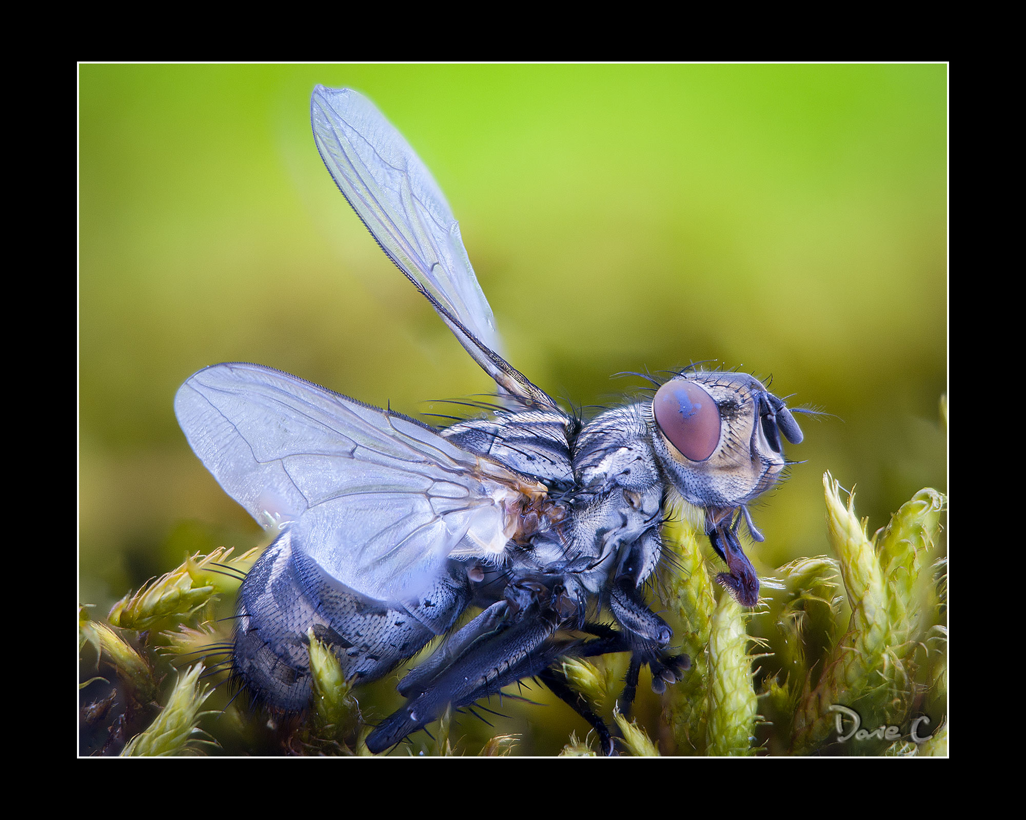 Red Eyed Fly - The Whole Fly