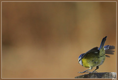 Mésange bleue
