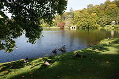 Ducks And Swans On The Lake At Stourhead