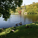 Ducks And Swans On The Lake At Stourhead