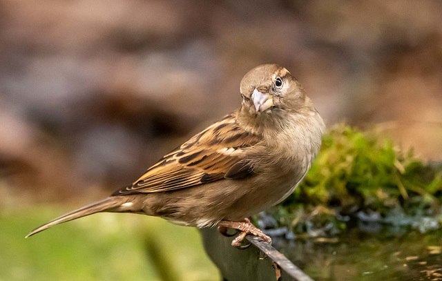 Sparrow