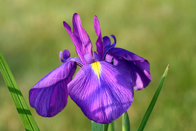 Iris Iris
