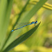 Common Blue damselfly (Enallagma cyathigerum)