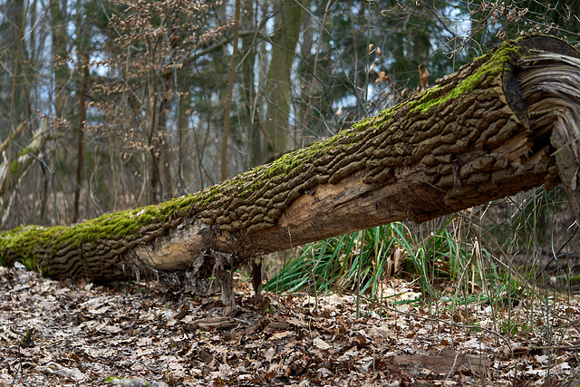 a Tree trunk for MTB stunts ?