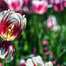 Tulip, Late April