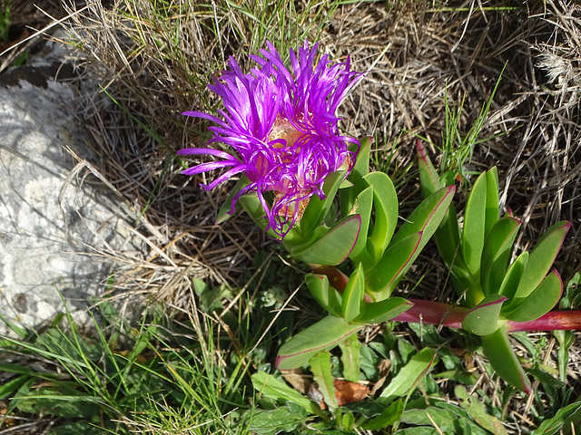 Carpobrotus Edulis ou griffes de  Sorcières...