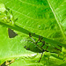 20230714 1898CPw [D~LIP] Kleinblütiges Springkraut (Impatiens parviflora), Grüne Stinkwanze [Nymphe], Bad Salzuflen