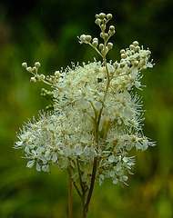 20230723 3142CPw [D~LIP] Echtes Mädesüß (Filipendula ulmaria), UWZ, BS