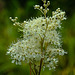 20230723 3142CPw [D~LIP] Echtes Mädesüß (Filipendula ulmaria), UWZ, BS