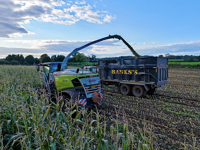 Harvesting the maize