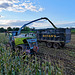 Harvesting the maize