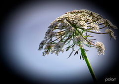 Naturaleza floral + (1 nota)