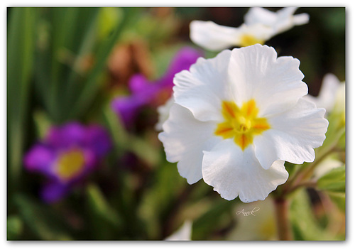C'est le printemps ♪ ♫