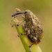 Eleinsecto