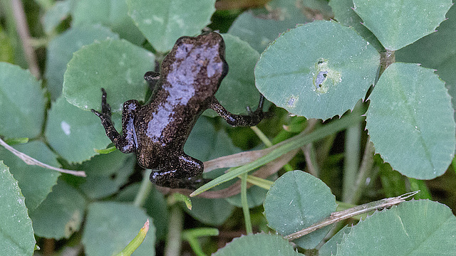 20160701 1964VRMw [D~RI] Erdkrötenbaby (Bufo bufo), Rinteln