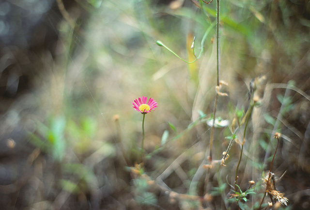 Pink Daisy