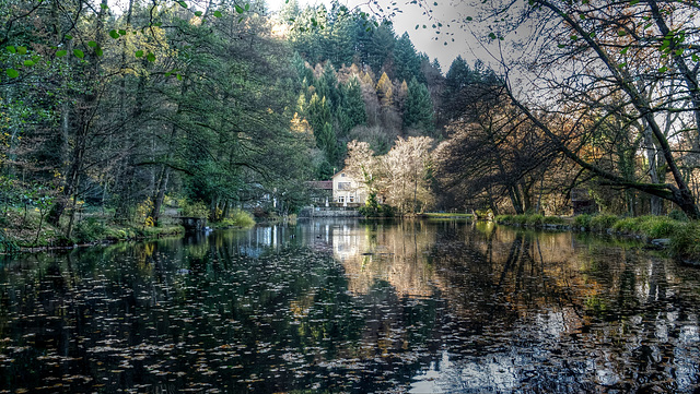 Waldsee, Freiburg