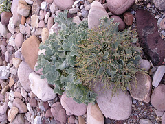 gbw - sea kale