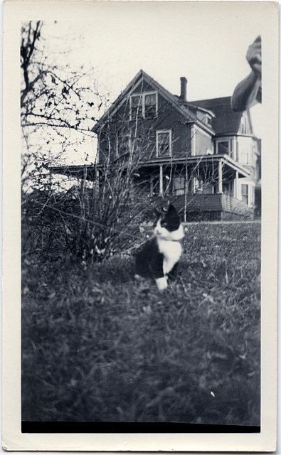 Cat and House