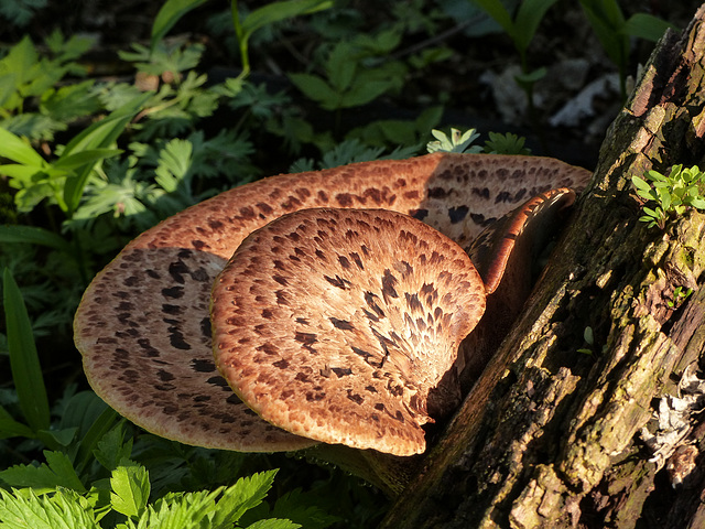 Dryad's Saddle fungus, Pt Pelee, Ontario