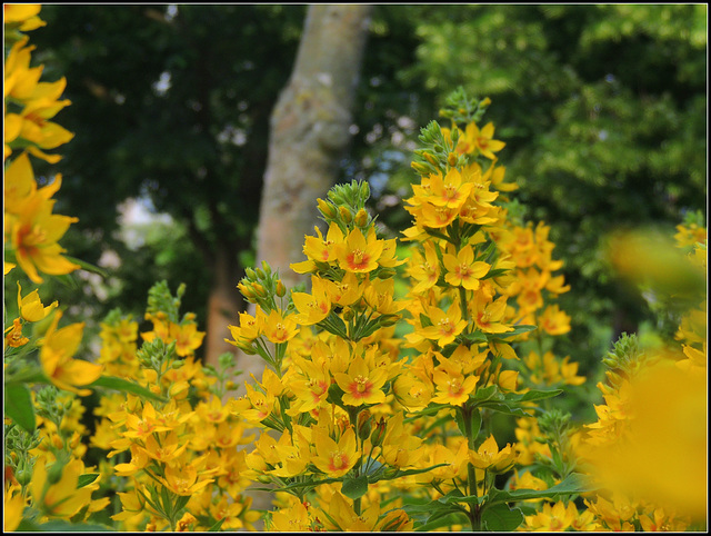 Lysimachia Punctata