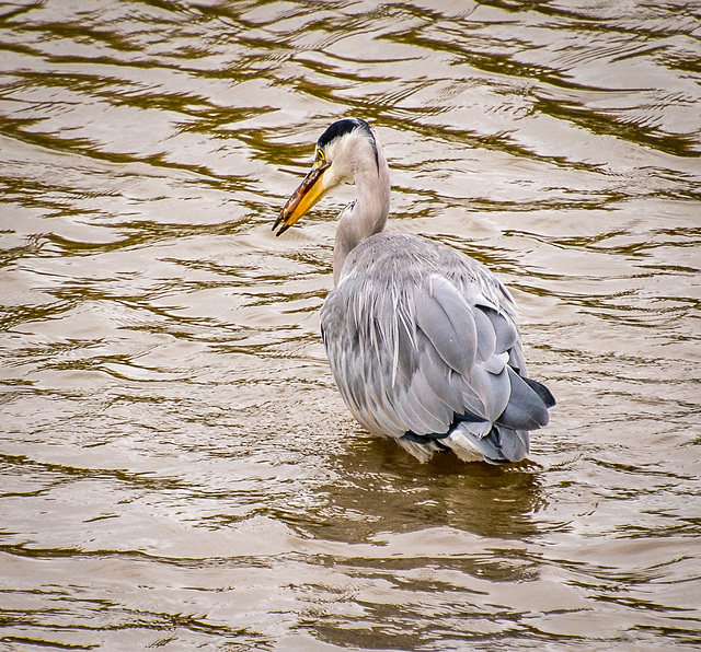 Heron with its catch