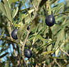Klimawadel ist bei uns im Garten, wenn im November an unserem Olivenbaum die Früchte Reif werden