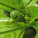 20230714 1899CPw [D~LIP] Kleinblütiges Springkraut (Impatiens parviflora), Grüne Stinkwanze [Nymphe], Bad Salzuflen