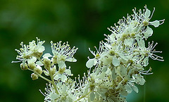 20230723 3143CPw [D~LIP] Echtes Mädesüß (Filipendula ulmaria), UWZ, BS